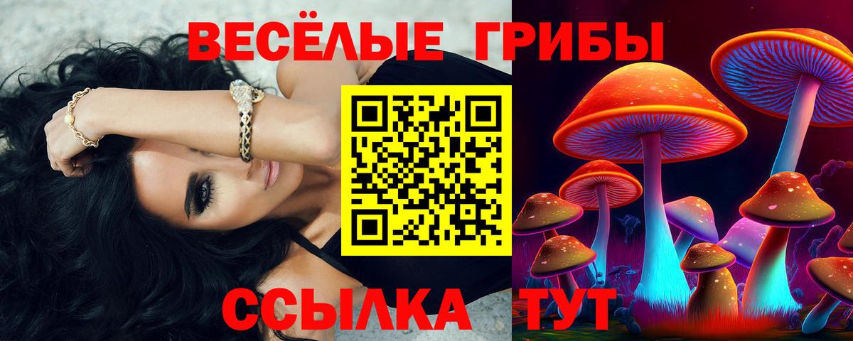 Галлюциногенные грибы Psilocybine cubensis Тимашёвск